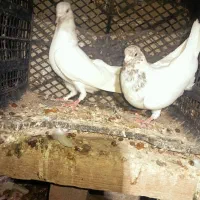کفتر کلیی|پرنده|کهنوج, |دیوار