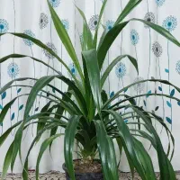 گیاه پاندانوس