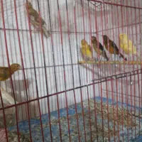 قناری جوجه|پرنده|شیراز, گچی|دیوار