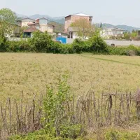 زمین مزروعی و شالیزار