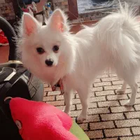 سگ پامر روباهی|سگ|سنندج, |دیوار