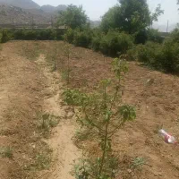 باغ-گل-محمدی-و-زعفران-زردین-روستای-دره-گل
