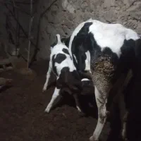 تلیسه زه اول