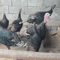 بوقلمون نر و ماده