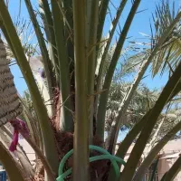 یک نخل عویدی بفروش می رسد|گل و گیاه طبیعی|شادگان, |دیوار