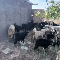 تعدادی حیوان فروشی