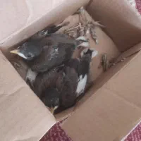 دو عددجوجه  مینا افغان نژاد بینظیر زرنگ