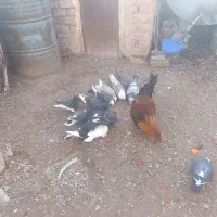 کبوتر|پرنده|زرند, |دیوار