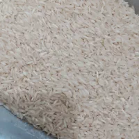 برنج شیرودی محلی