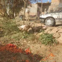 فروش بوقلمون تخم گذار