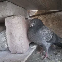 کبوتر گم شده.کبوترصید