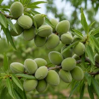 نهال بادام حریر با فاکتور رسمی ، بستهبندی مخصوص|خدمات باغبانی و درختکاری|کامیاران, |دیوار