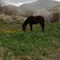 کره مادیان|اسب و تجهیزات اسب‌سواری|زیویه, |دیوار