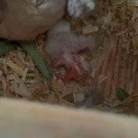 عروس هلندی مولد رنگ خاص|پرنده|آستارا, |دیوار