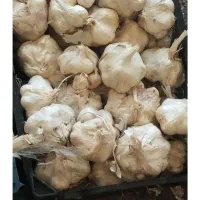 سیر تازه صدکیلویک جا