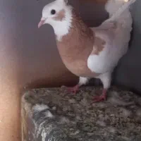 کبوتر طوق زرد ماده