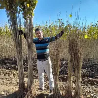 تخصصی ترین فروشگاه نهال صنوبر انواع نهال میوه