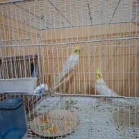 فروش عروس هلندی مولد و یک عدد نر مرواریدی