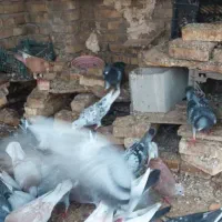 کبوتر پلاکی و دورگ در سوسنگرد.|پرنده|اهواز, منبع اب|دیوار