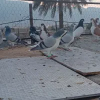 تعدادی کفتر