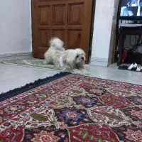 سگ اشپیز  میکس واقعا مهربا ودوست داشتنی