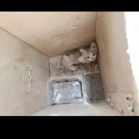 گربه بازیگوش