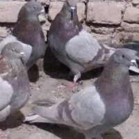 کبوترپرصداکن با سلام خدمت دو