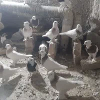 کبوتررنگه|پرنده|تربت‌حیدریه, شهرک ولیعصر|دیوار