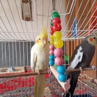 دو عدد عروس هلندی نر و ماده