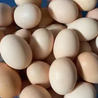 تخم مرغ محلی