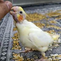 جوجه عروس هلندی|پرنده|زابل, |دیوار