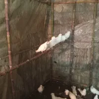 کبوتر شمرونی اصیل