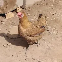 مرغ و جوجه