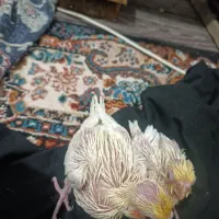 عروس هلندی سرلاکی لوتونیو|پرنده|کلاچای, |دیوار