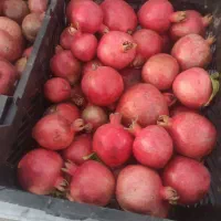 30هزارتومان|خوردنی و آشامیدنی|الشتر, |دیوار