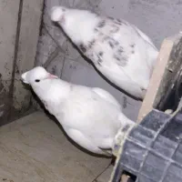 کفتر|پرنده|اندیمشک, |دیوار