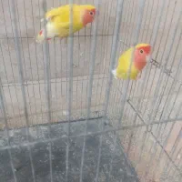 پرنده|پرنده|مهریز, |دیوار