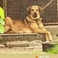 توله سگ پژدر(کردی)نر و ماده