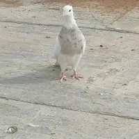 کبوتر طوقی اجری نر|پرنده|سنندج, |دیوار