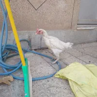 مرغ افغان کرچ|حیوانات مزرعه|خمینی‌شهر, |دیوار