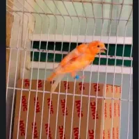 ماده ردتازه بالغ|پرنده|بیرجند, |دیوار