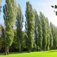 بررسی مجدد و تقلیل جریمه نقدی قطع درخت