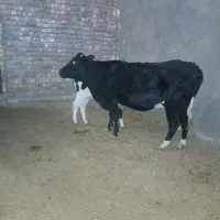 گاو و گوساله|حیوانات مزرعه|ساوه, |دیوار