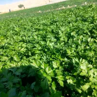 سبزی خورشتی درجه یک رامهرمز