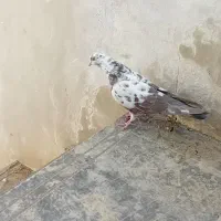 کفتر تهرانی وگرده ای|پرنده|بروجرد, |دیوار