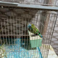 چهار جفت مرغ عشق سالم مولد