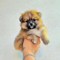 پامر خرسی عروسکی|سگ|اصفهان, پینارت|دیوار