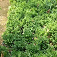 شمشاد توپی|گل و گیاه طبیعی|آمل, |دیوار