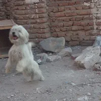 سگ پاکوتاه|سگ|خسروشاه, |دیوار