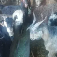 گوسفند زنده کهره بره